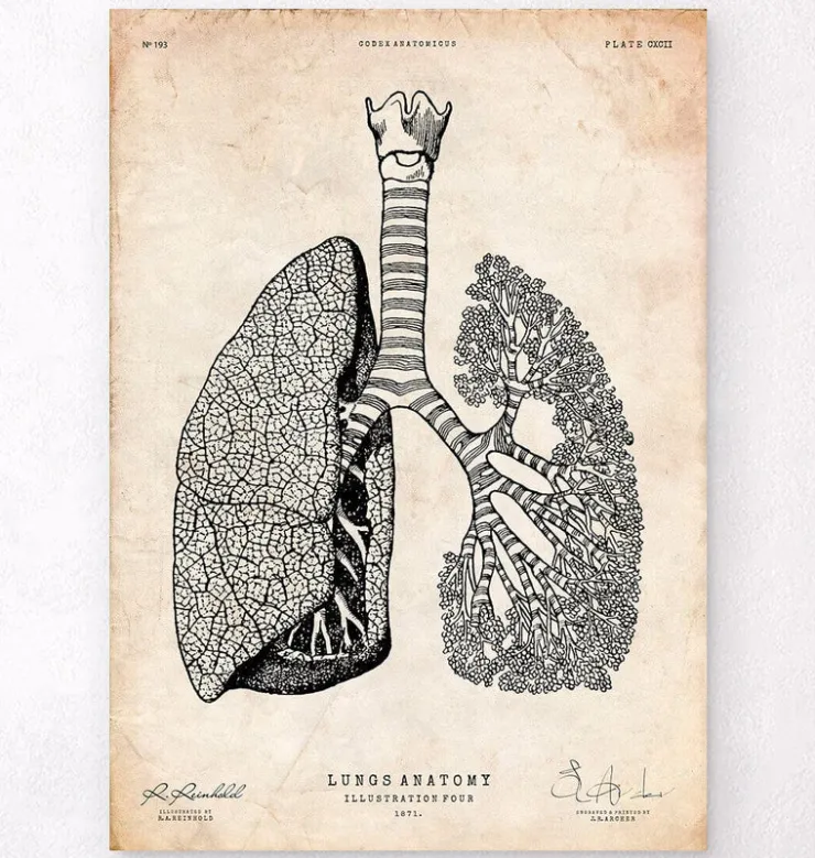 Anatomie des poumons - Vintage-Codex Anatomicus Hot