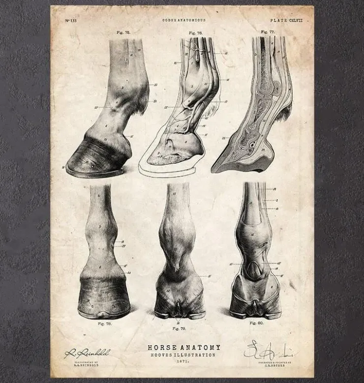 Anatomie des sabots de cheval-Codex Anatomicus New
