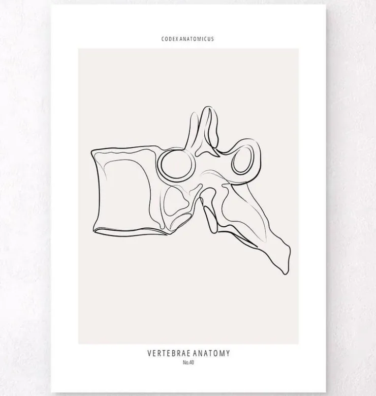 Anatomie des vertèbres - Line Art-Codex Anatomicus New