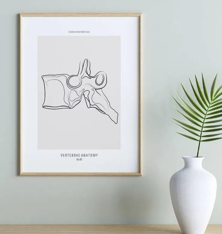 Anatomie des vertèbres - Line Art-Codex Anatomicus New