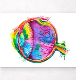 Anatomie des yeux - Aquarelle-Codex Anatomicus Sale