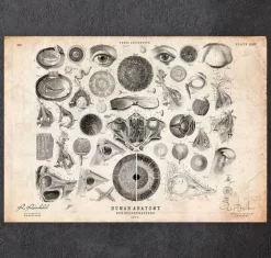 Anatomie des yeux II-Codex Anatomicus