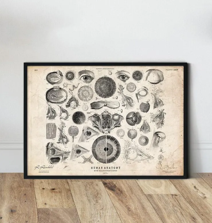 Anatomie des yeux II-Codex Anatomicus