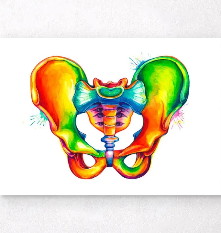 Anatomie du bassin - Aquarelle-Codex Anatomicus Outlet