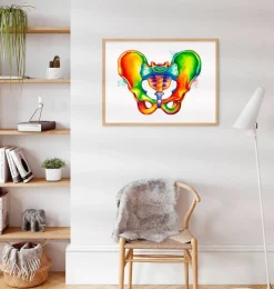 Anatomie du bassin - Aquarelle-Codex Anatomicus Outlet