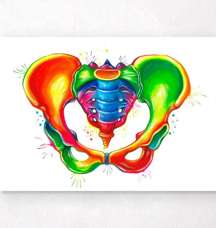 Anatomie du bassin - Aquarelle-Codex Anatomicus New