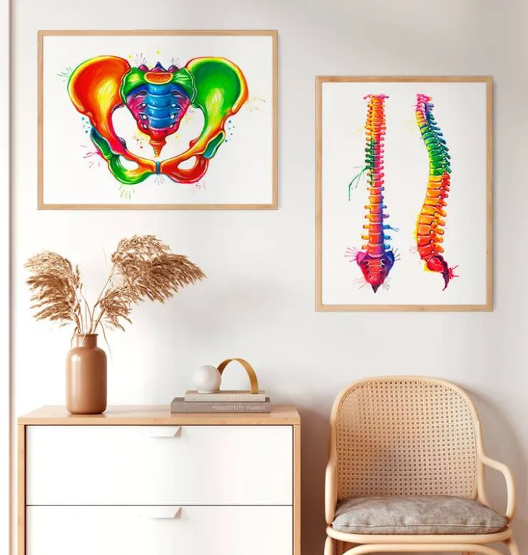 Anatomie du bassin - Aquarelle-Codex Anatomicus New