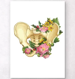 Anatomie du bassin - Blanc-Codex Anatomicus
