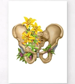 Anatomie du bassin - Floral - Blanc-Codex Anatomicus