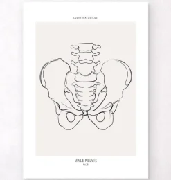 Anatomie du bassin - Line Art-Codex Anatomicus