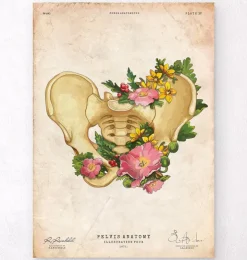 Anatomie du bassin - Vintage-Codex Anatomicus Sale