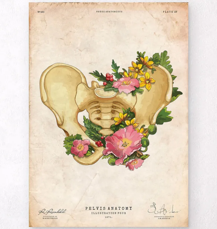 Anatomie du bassin - Vintage-Codex Anatomicus Sale