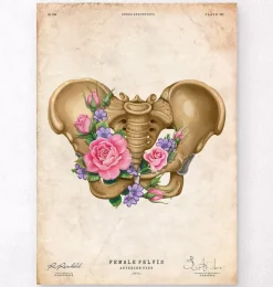Anatomie du bassin féminin - Floral - Vintage-Codex Anatomicus Online