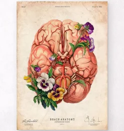 Anatomie du cerveau - Floral - Vieux papier-Codex Anatomicus Hot