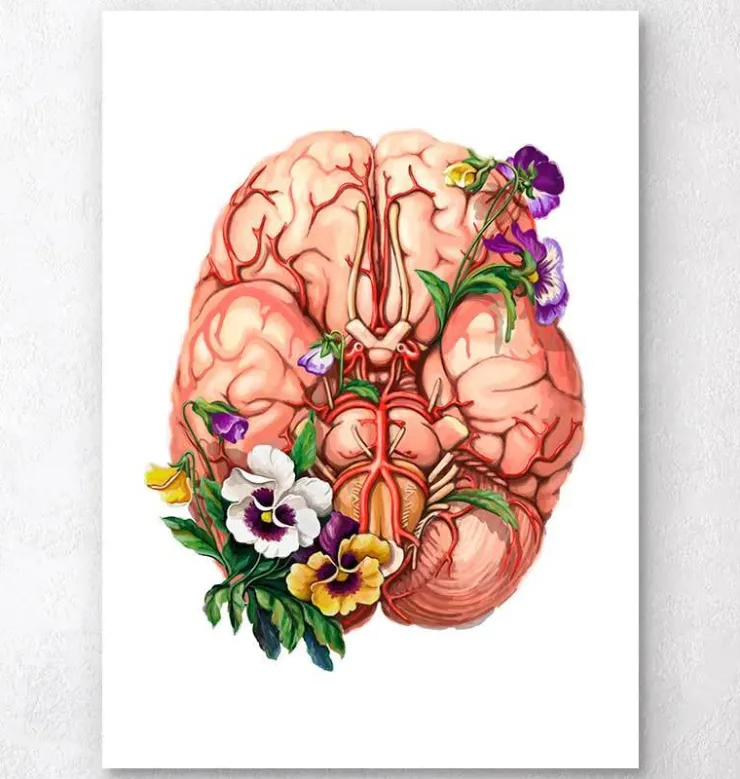 Anatomie du cerveau - Floral-Codex Anatomicus Clearance