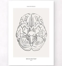 Anatomie du cerveau - Line Art-Codex Anatomicus Discount