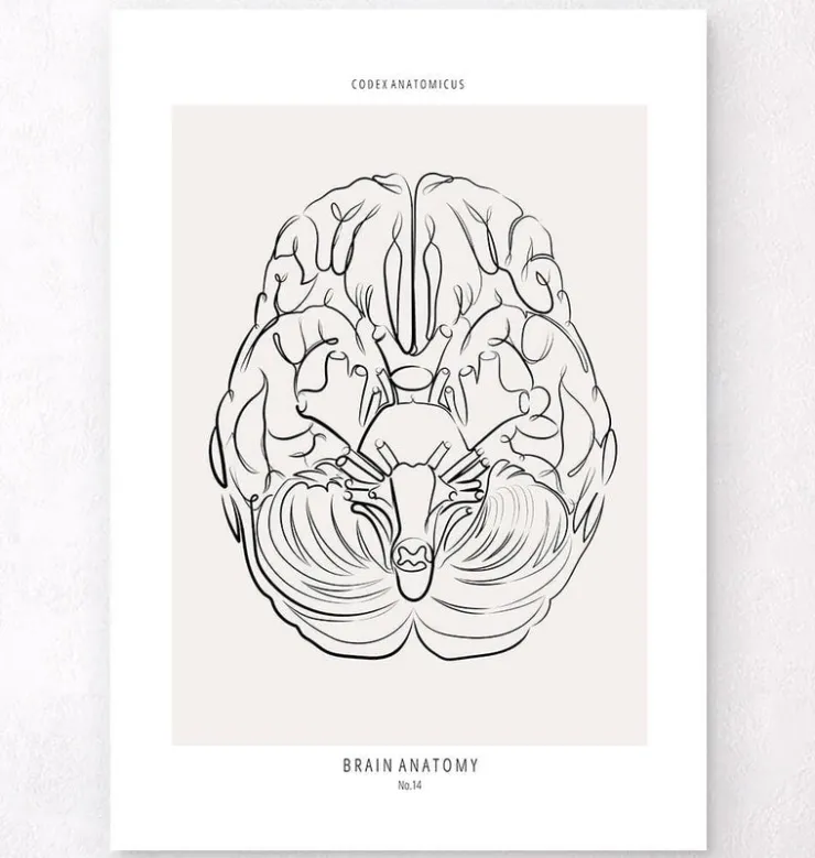 Anatomie du cerveau - Line Art-Codex Anatomicus Discount