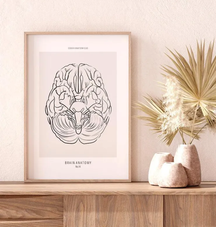 Anatomie du cerveau - Line Art-Codex Anatomicus Discount