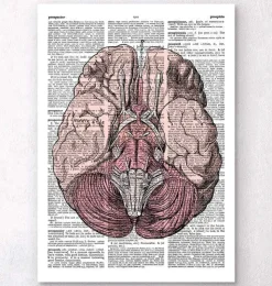 Anatomie du cerveau - Page du dictionnaire-Codex Anatomicus New