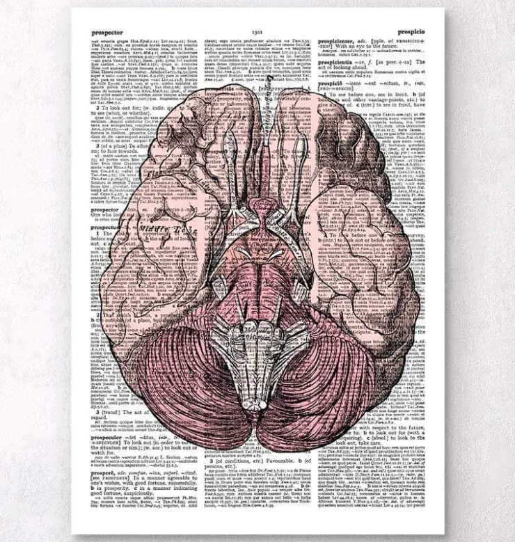 Anatomie du cerveau - Page du dictionnaire-Codex Anatomicus New