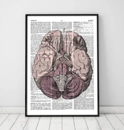 Anatomie du cerveau - Page du dictionnaire-Codex Anatomicus New