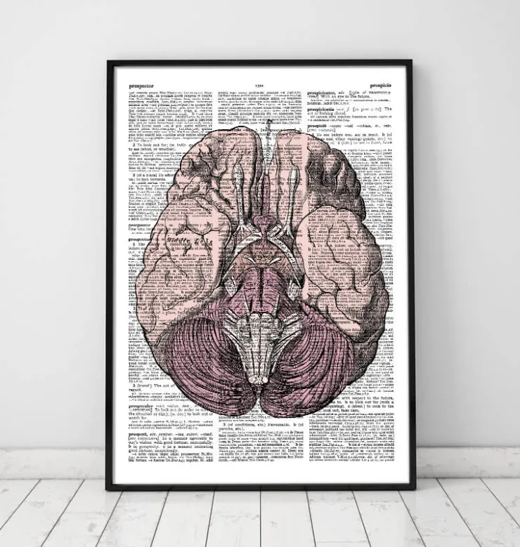 Anatomie du cerveau - Page du dictionnaire-Codex Anatomicus New