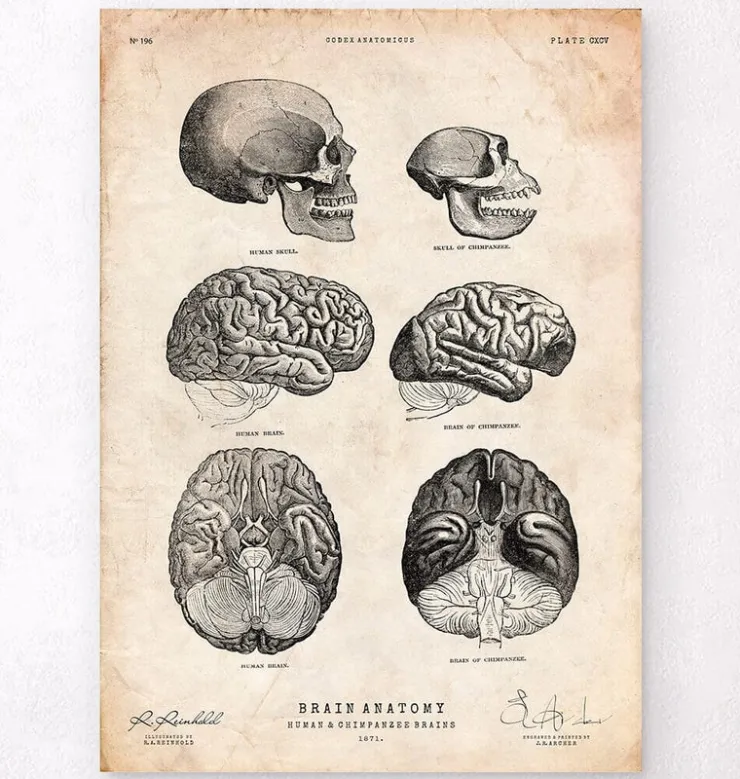 Anatomie du cerveau humain et chimpanzé-Codex Anatomicus Outlet