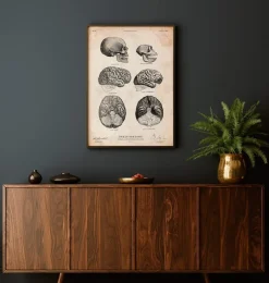 Anatomie du cerveau humain et chimpanzé-Codex Anatomicus Outlet