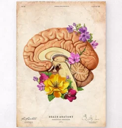 Anatomie du cerveau II - Floral - Vieux papier-Codex Anatomicus Clearance