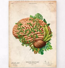Anatomie du cerveau IV - Floral - Vintage-Codex Anatomicus