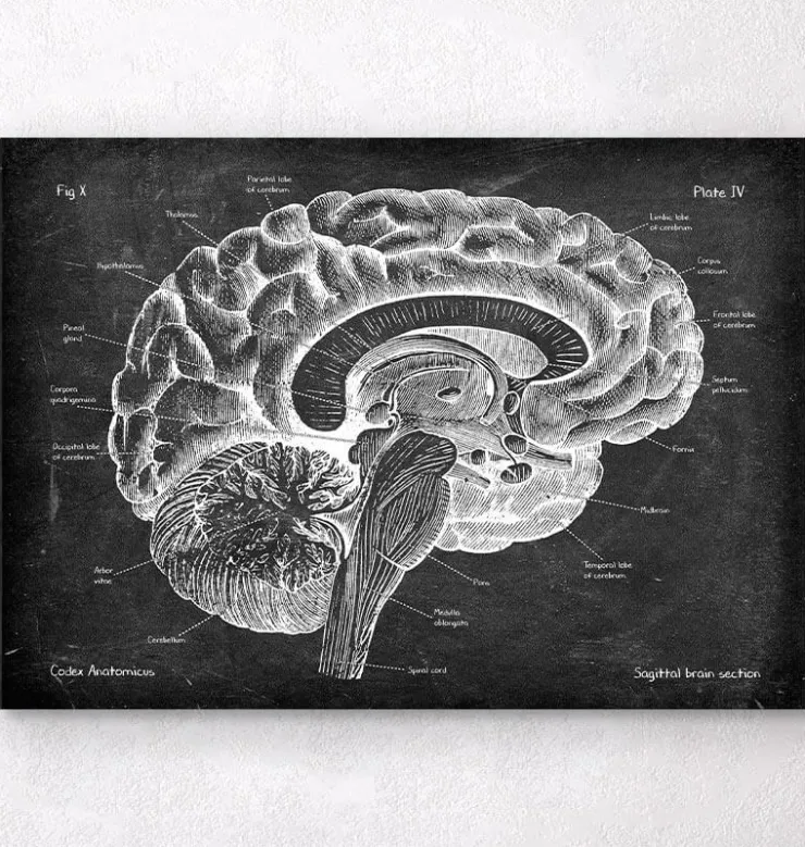 Anatomie du cerveau sagittal - Chalkboard-Codex Anatomicus Sale