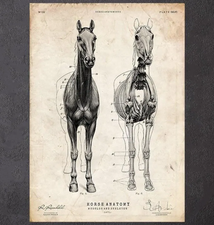 Anatomie du cheval III-Codex Anatomicus Hot