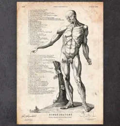 Anatomie du corps entier IV-Codex Anatomicus Online
