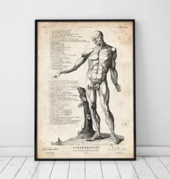 Anatomie du corps entier IV-Codex Anatomicus Online