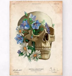 Anatomie du crâne - Floral - Vieux papier-Codex Anatomicus New