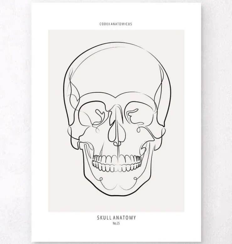 Anatomie du crâne - Line Art-Codex Anatomicus