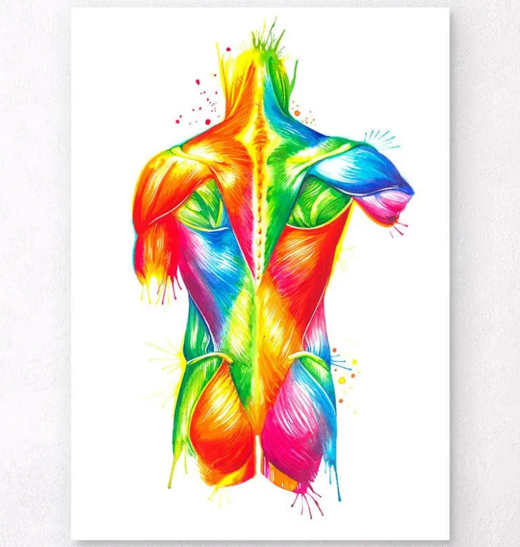 Anatomie du dos - Aquarelle-Codex Anatomicus Discount