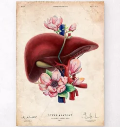 Anatomie du foie - Floral - Vieux papiers-Codex Anatomicus Outlet