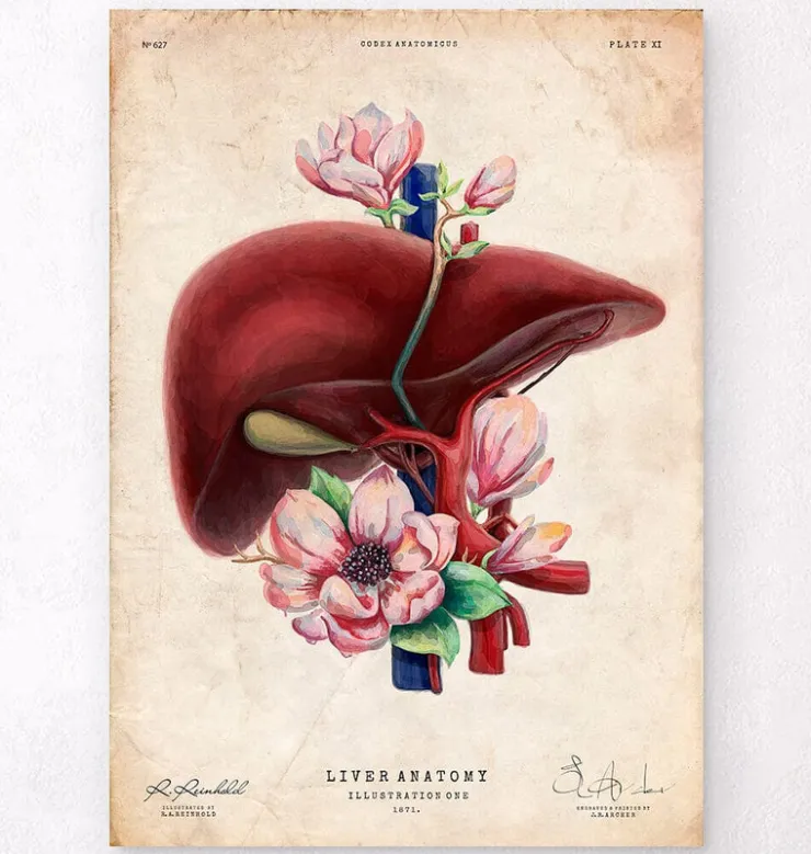 Anatomie du foie - Floral - Vieux papiers-Codex Anatomicus Outlet