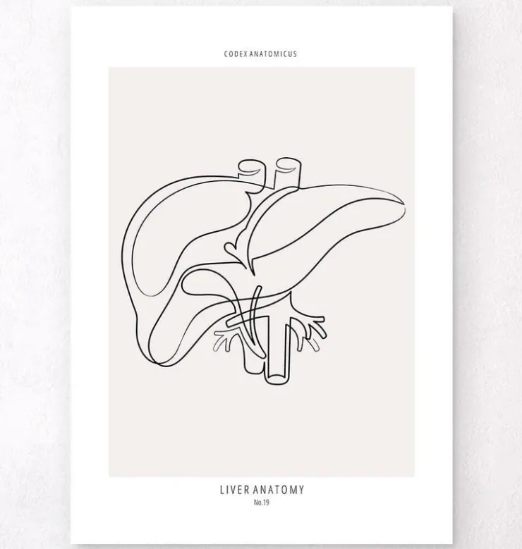 Anatomie du foie - Line Art-Codex Anatomicus Discount