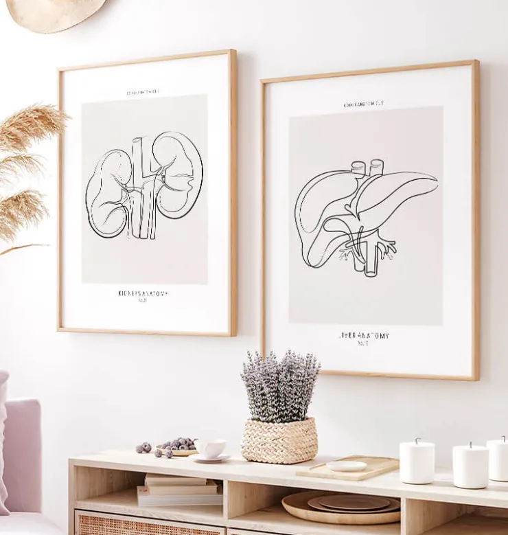 Anatomie du foie - Line Art-Codex Anatomicus Discount