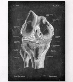 Anatomie du genou - Chalkboard-Codex Anatomicus Online