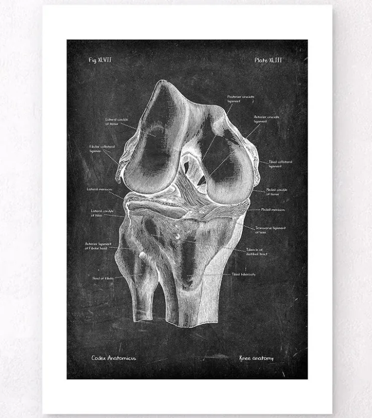 Anatomie du genou - Chalkboard-Codex Anatomicus Online