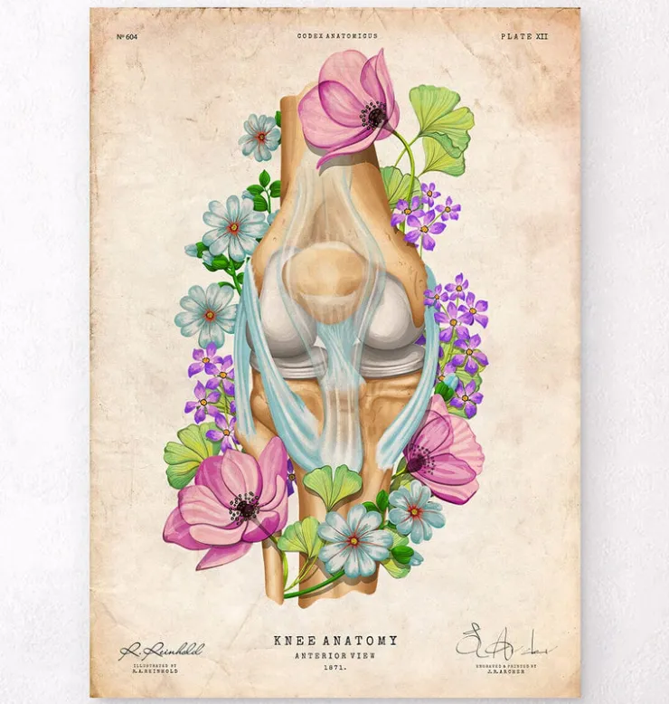 Anatomie du genou - Floral - Vintage-Codex Anatomicus Hot