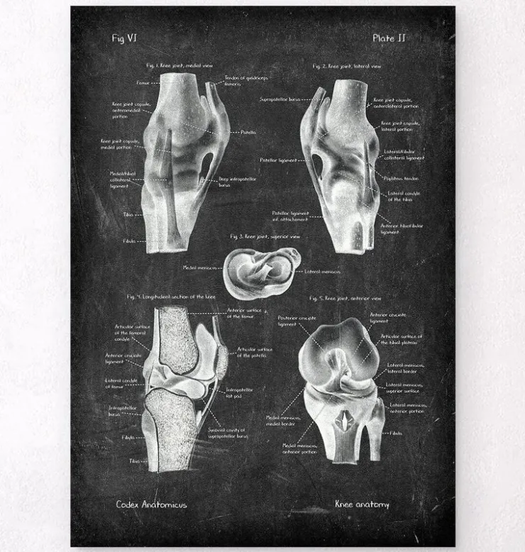 Anatomie du genou II - Chalkboard-Codex Anatomicus Clearance
