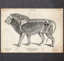 Anatomie du lion-Codex Anatomicus Discount