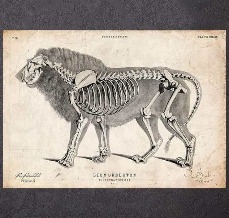 Anatomie du lion-Codex Anatomicus Discount