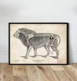 Anatomie du lion-Codex Anatomicus Discount