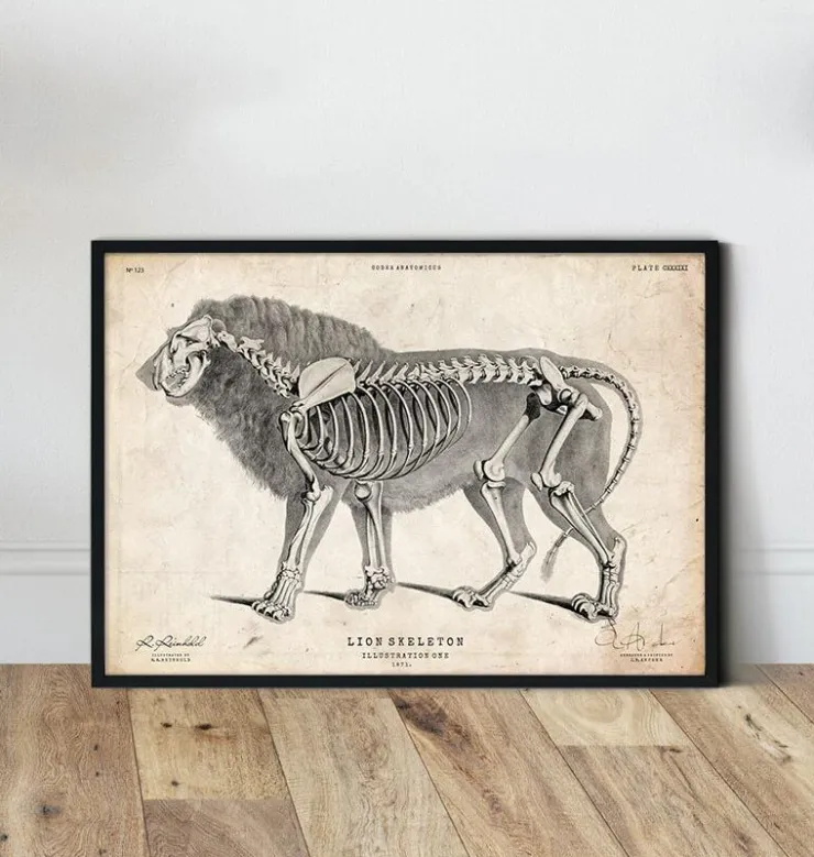 Anatomie du lion-Codex Anatomicus Discount