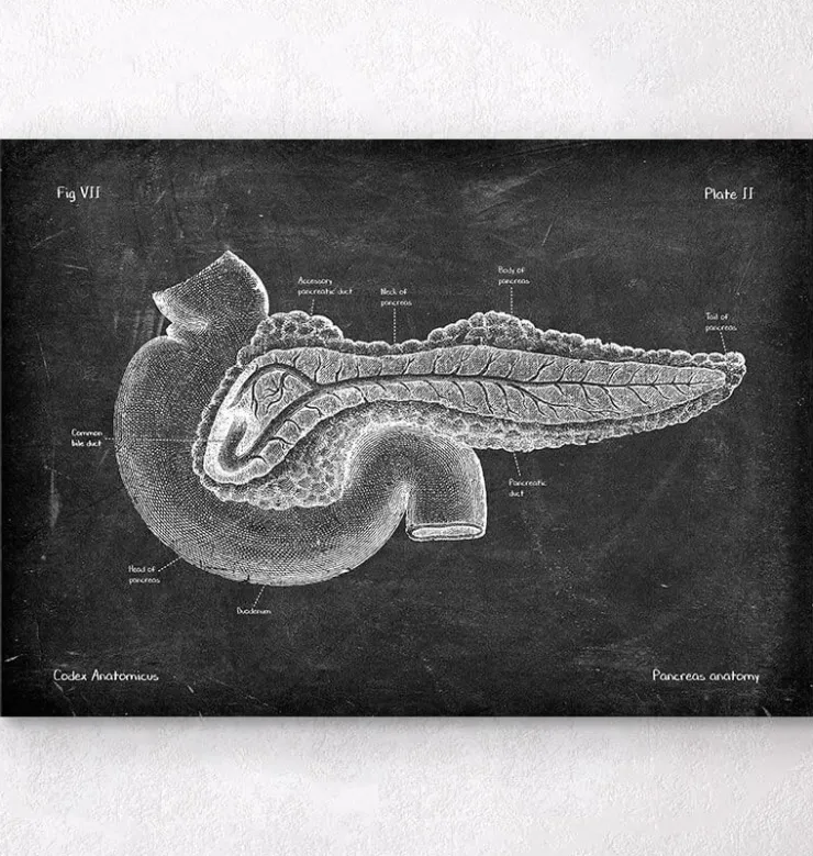 Anatomie du pancréas - Chalkboard-Codex Anatomicus Clearance